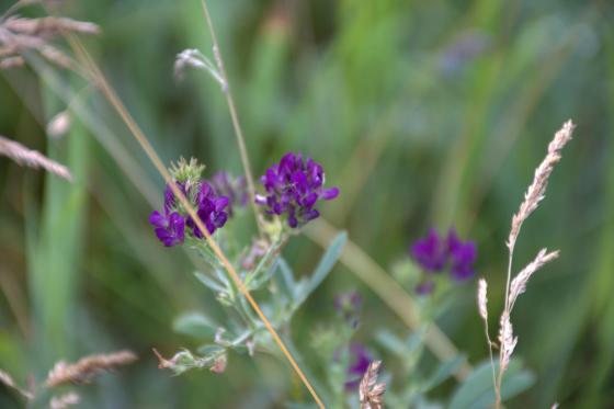 Csobaj utcai ligetes terület