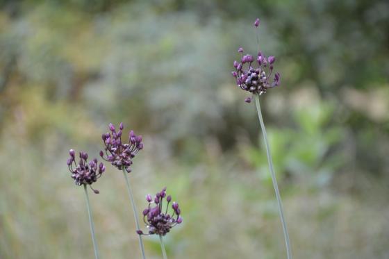 Csobaj utcai ligetes terület