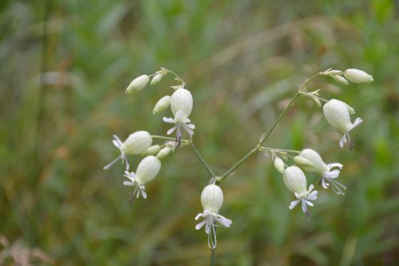 Csobaj utcai ligetes terület