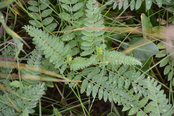 Csobaj utcai ligetes terület