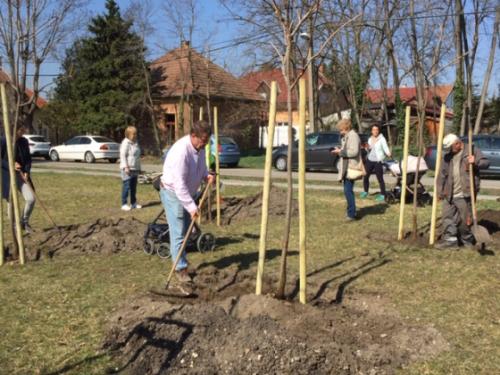 babafaültetés a Csíkszentmihály téri babaligetben