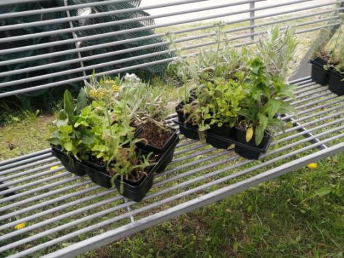 tavaszi virágültetés akció virágai