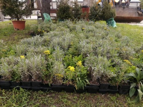 tavaszi virágültetés akció virágai