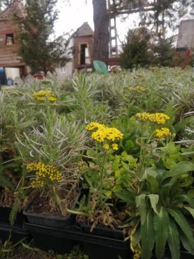 tavaszi virágültetés akció virágjai