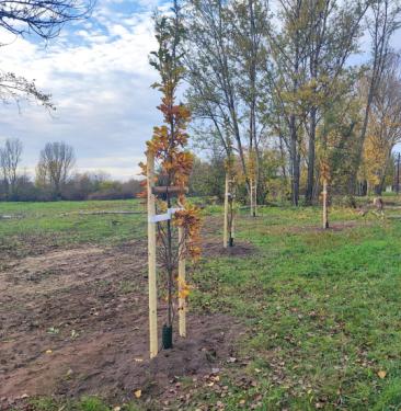 Csobaj-bánya faültetés