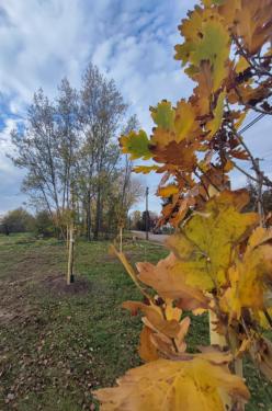 új fák Csobaj-bánya területén