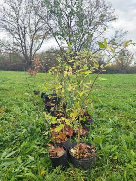 Elültetésre váró növények