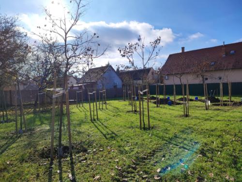 Csíkszentmihály téri babaliget