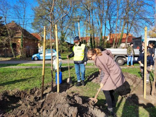 Faültetés a Csíkszentmihály téri babaligetben