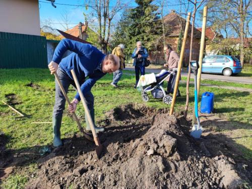 Szász József alpolgármester fát ültet a Csíkszentmihály téri babaligetben