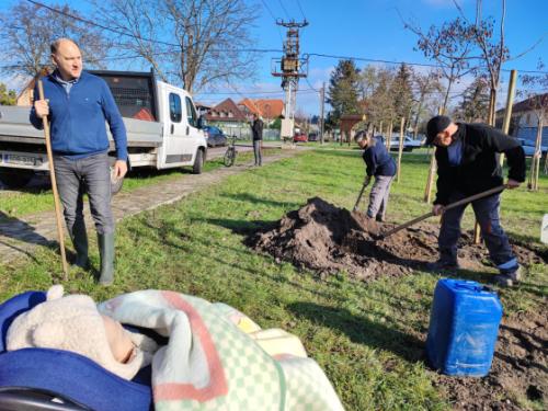 Faültetés a Csíkszentmihály téri babaligetben