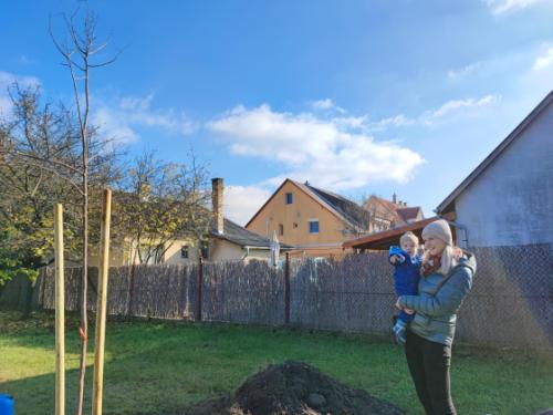 Faültetés a Csíkszentmihály téri babaligetben
