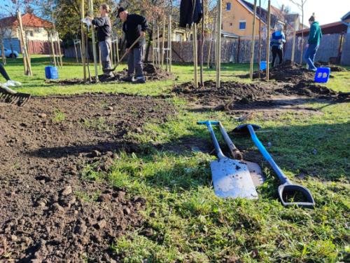 Faültetés a Csíkszentmihály téri babaligetben