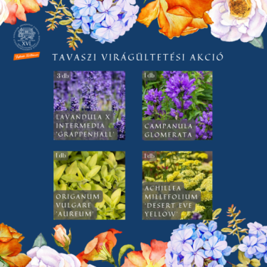 tájékoztató a tavaszi virágültetés program virágairól
