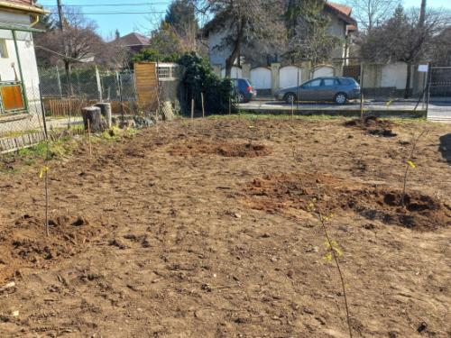 A gondosan előkészített terepen ágaskodnak a frissen elültetett facsemeték.