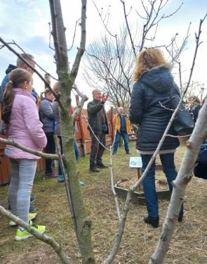 Ádám Attila István főkertész bemutatja a metszési technikákat.