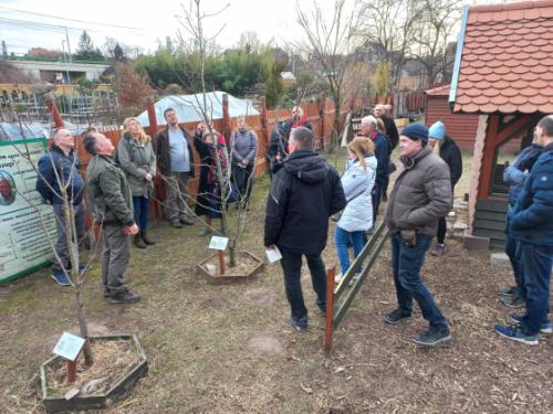 Ádám Attila István főkertész bemutatja a metszési technikákat.