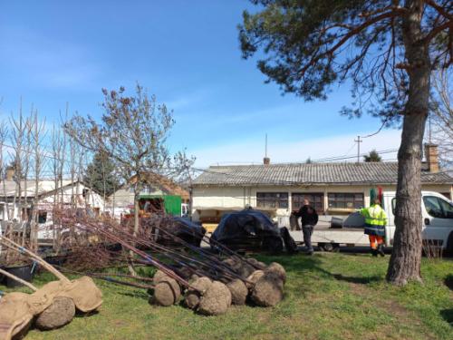 Megkezdődtek az idei tavaszi faültetések!