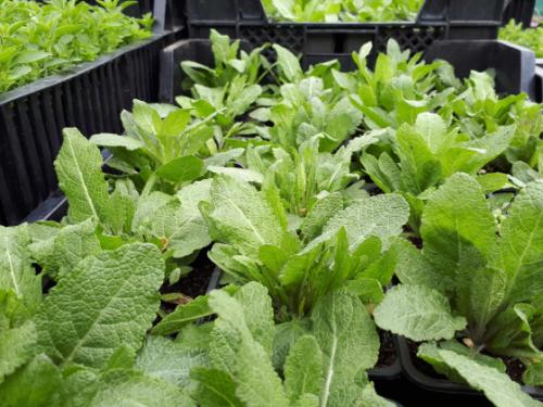 Már osztják a &quot;tavaszi virágültetési csomagokat&quot;.