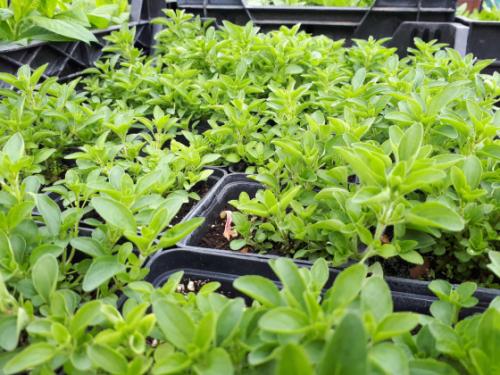 Már osztják a &quot;tavaszi virágültetési csomagokat&quot;.