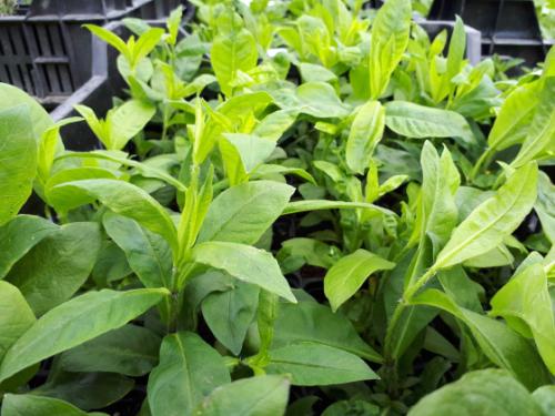 Már osztják a &quot;tavaszi virágültetési csomagokat&quot;.