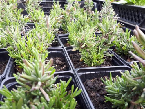 Már osztják a &quot;tavaszi virágültetési csomagokat&quot;.