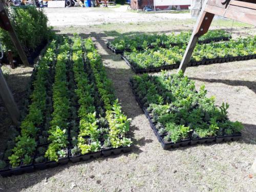 Már osztják a &quot;tavaszi virágültetési csomagokat&quot;.