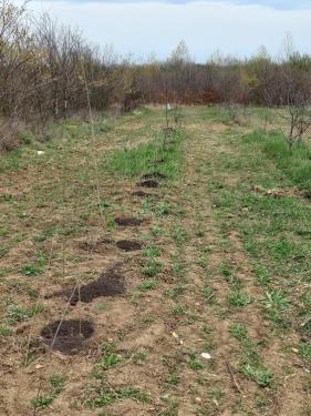 Önkéntesek segítettek az erdőtelepítésben.