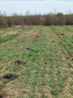 Önkéntesek segítettek az erdőtelepítésben.