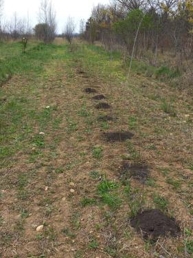 Önkéntesek segítettek az erdőtelepítésben.