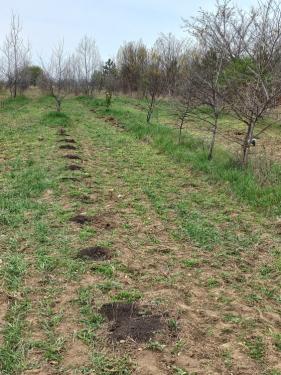 Önkéntesek segítettek az erdőtelepítésben.