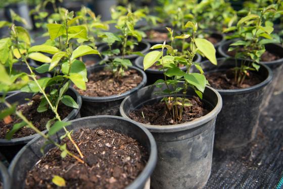 Elültetett növények.