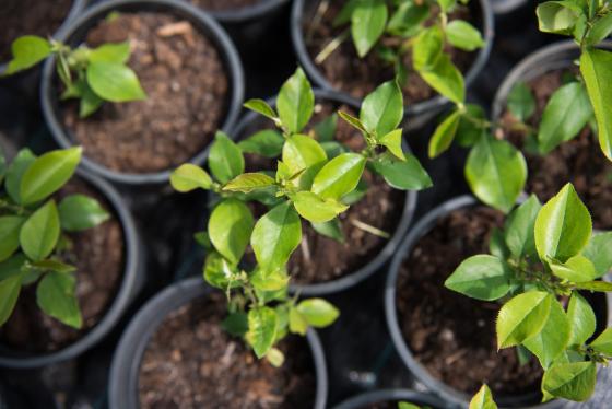 Elültetett növények.