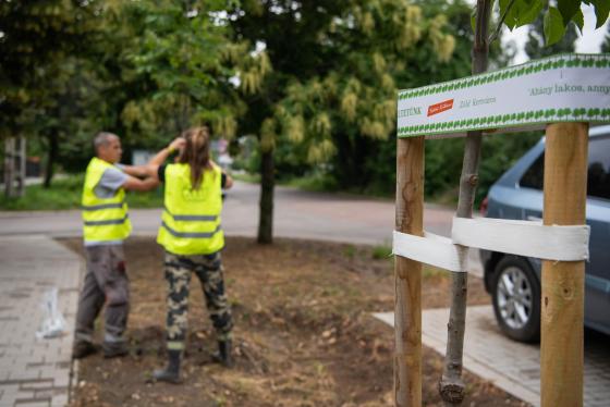 A Kerületgazda munkatársai szalagozzák az újonnan ültetett fákat.