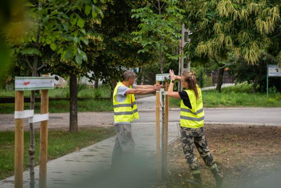 A Kerületgazda munkatársai szalagozzák az újonnan ültetett fákat.