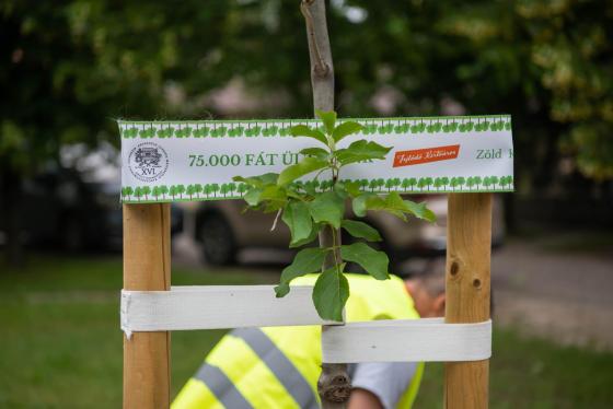 A Kerületgazda munkatársai szalagozzák az újonnan ültetett fákat.