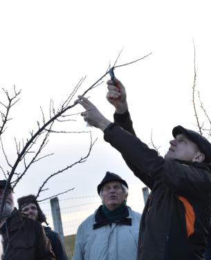 Szász József alpolgármester metsz