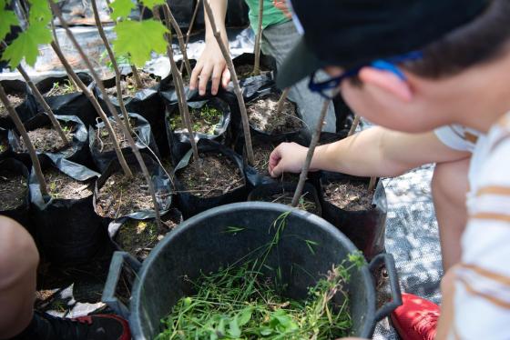 diákok ültetés közben