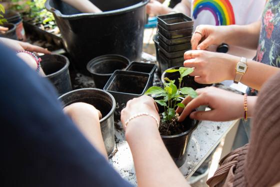 diákok ültetés közben