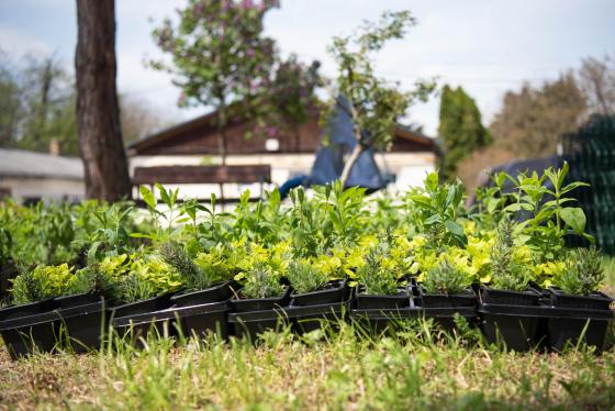 Már osztják a &quot;tavaszi virágültetési csomagokat&quot;.
