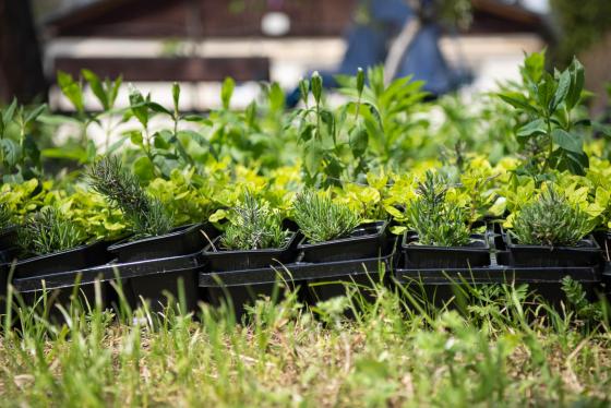 Már osztják a &quot;tavaszi virágültetési csomagokat&quot;.