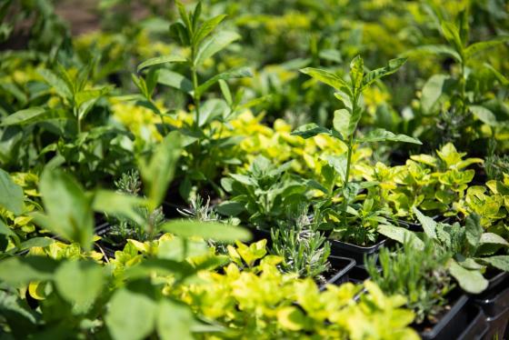 Már osztják a &quot;tavaszi virágültetési csomagokat&quot;.