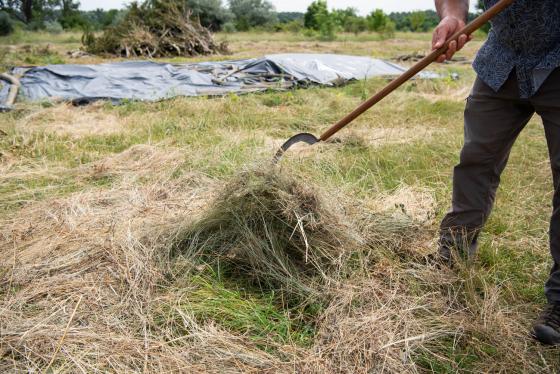 Ádám Attila főkertész sarlózza az invazív sarjakat.