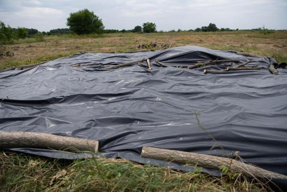 A tuskók és a tövek fekete fóliával való letakarása pedig a sarjak meggyengülését, jobb esetben pusztulását eredményezi.
