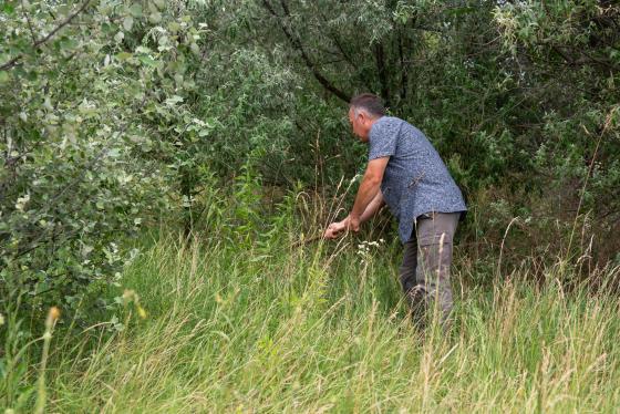 Ádám Attila főkertész sarlózza az invazív cserjéket.