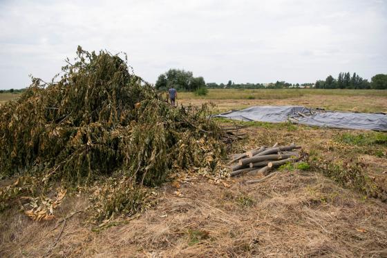 A tuskók és a tövek fekete fóliával való letakarása pedig a sarjak meggyengülését, jobb esetben pusztulását eredményezi.