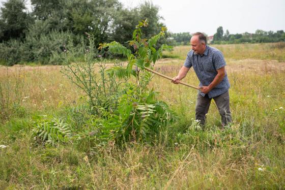Ádám Attila főkertész sarlózza az invazív cserjéket.