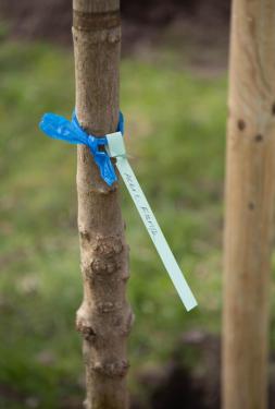 Új fákkal bővült a babaliget.