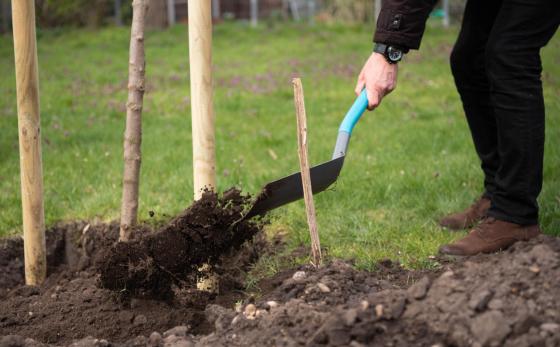 Új fákkal bővült a babaliget.