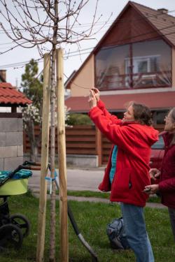 Új fákkal bővült a babaliget.